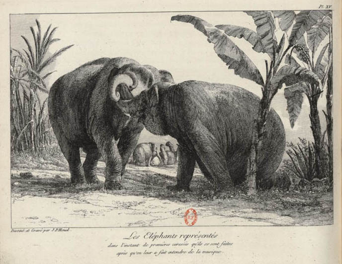 Die Elefanten wurden im Moment ihrer ersten Liebkosungen dargestellt, nachdem sie dazu gebracht wurden, Musik zu hören